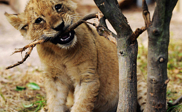 BBC动物世界 Wild Tales