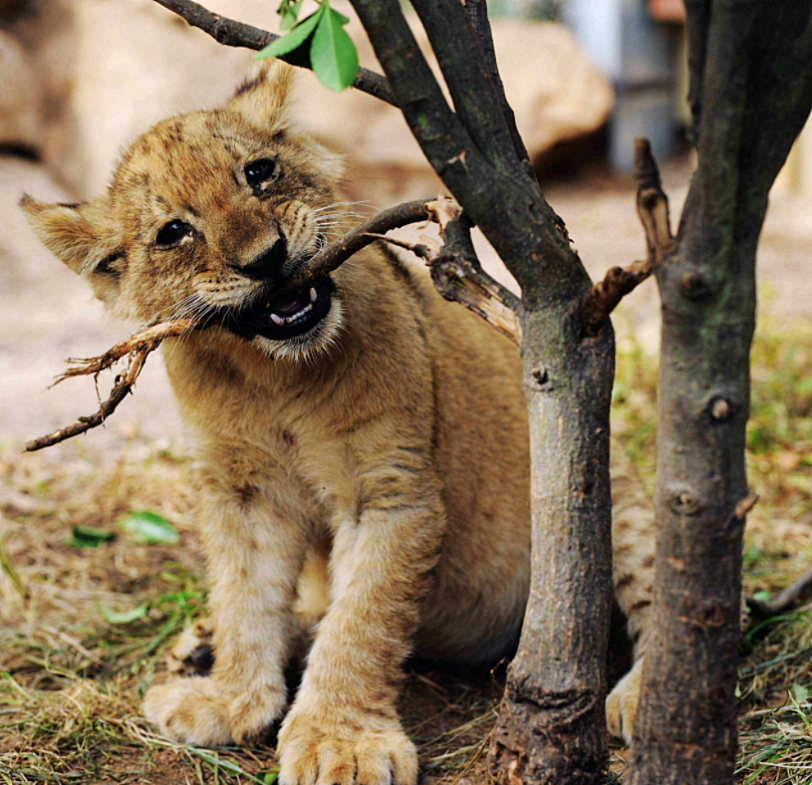 BBC动物世界 Wild Tales