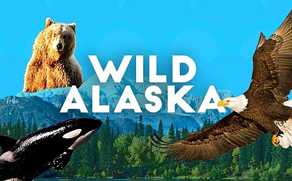 阿拉斯加野生动物 Alaskan wilds视频