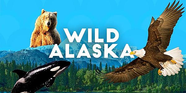 阿拉斯加野生动物 Alaskan wilds视频