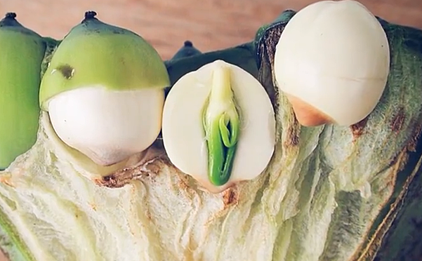 给孩子的第一堂植物课（中文版+英文版）