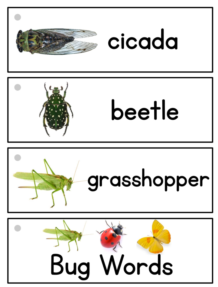 《picture-word cards》28个主题英语启蒙英文闪卡PDF