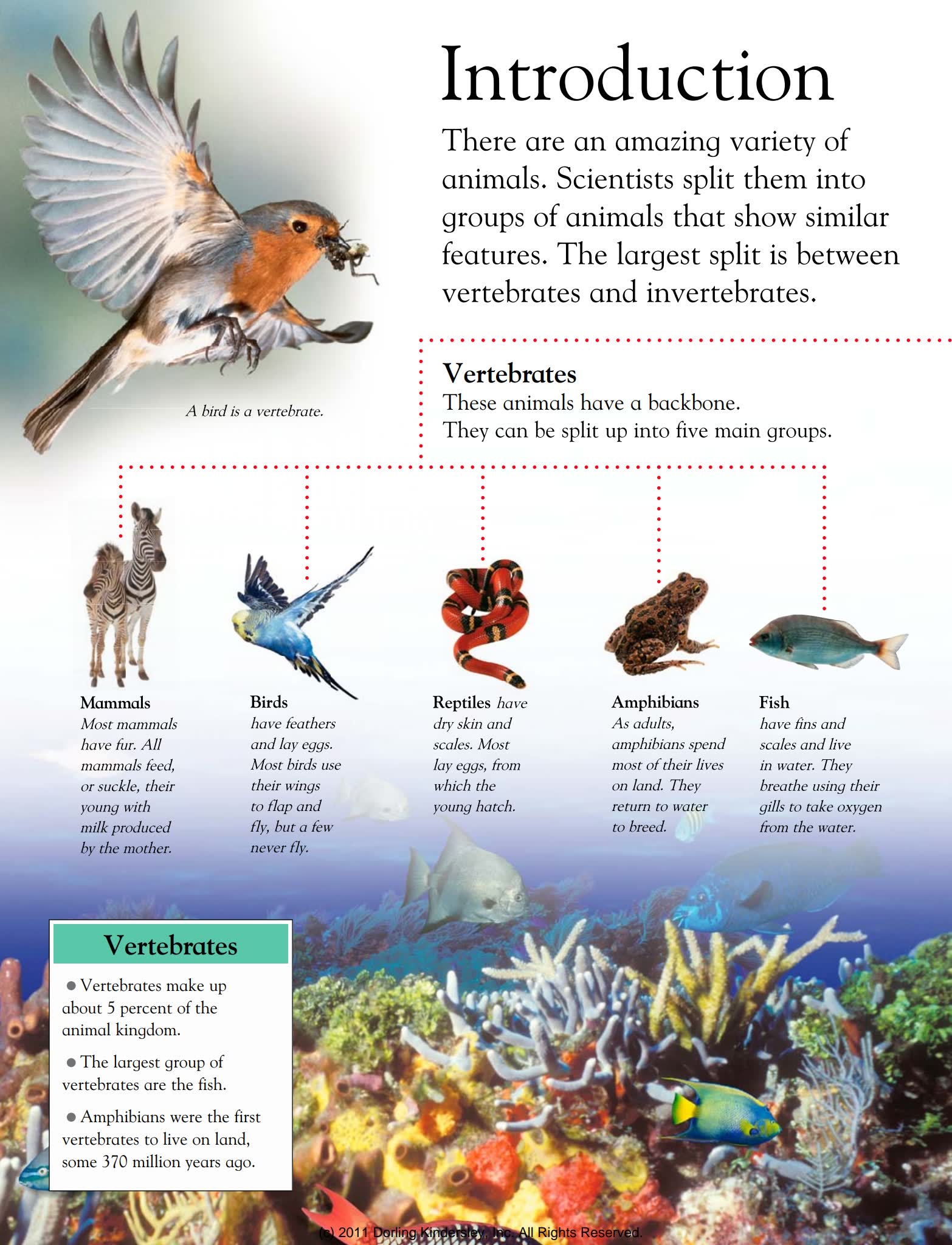 英国DK儿童百科全书 英文PDF电子版 百度云网盘下载