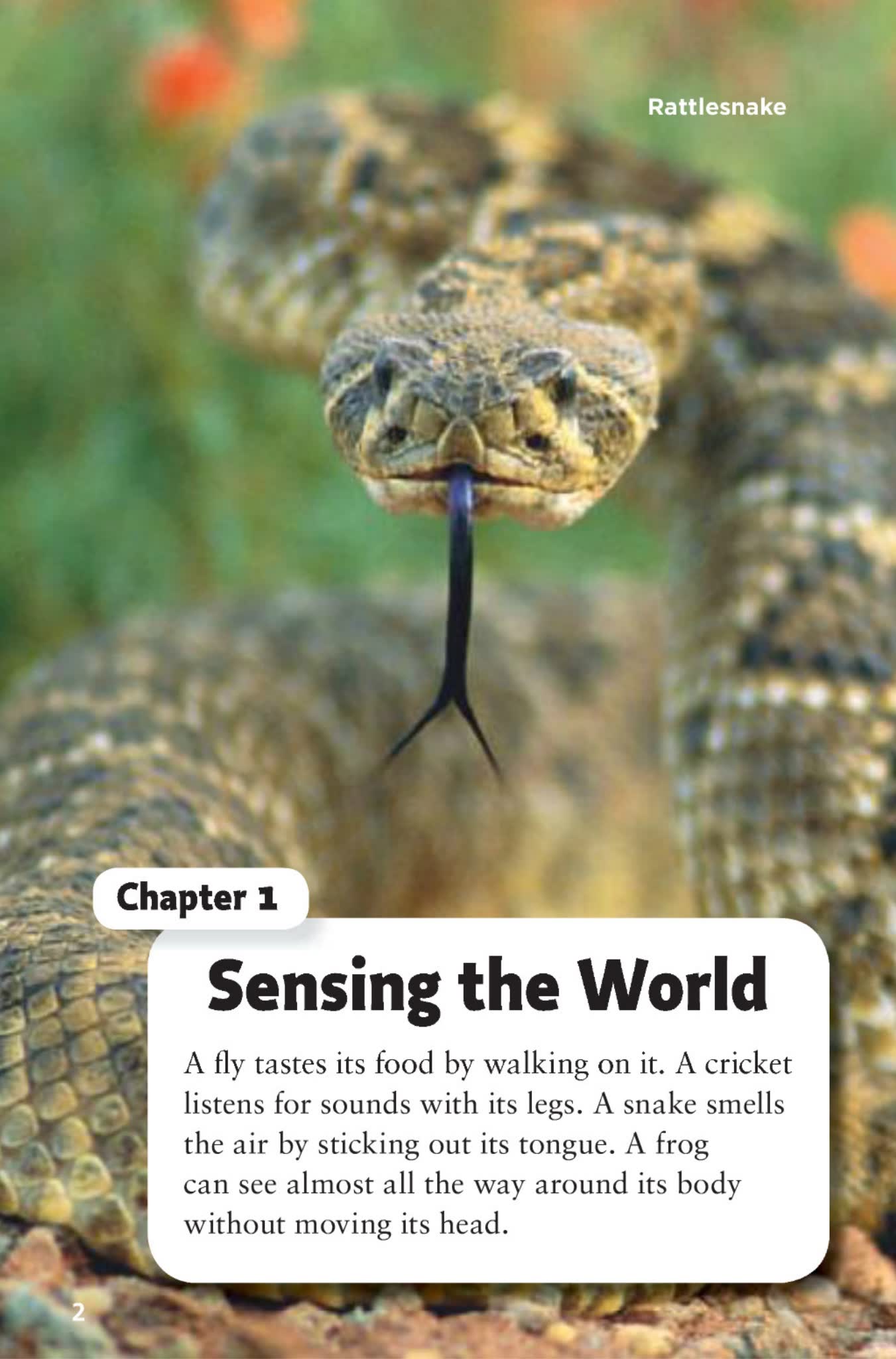 美国加州德州公立学校社会学通用教材Timelinks全套(幼儿园、小学1-6年级教材)