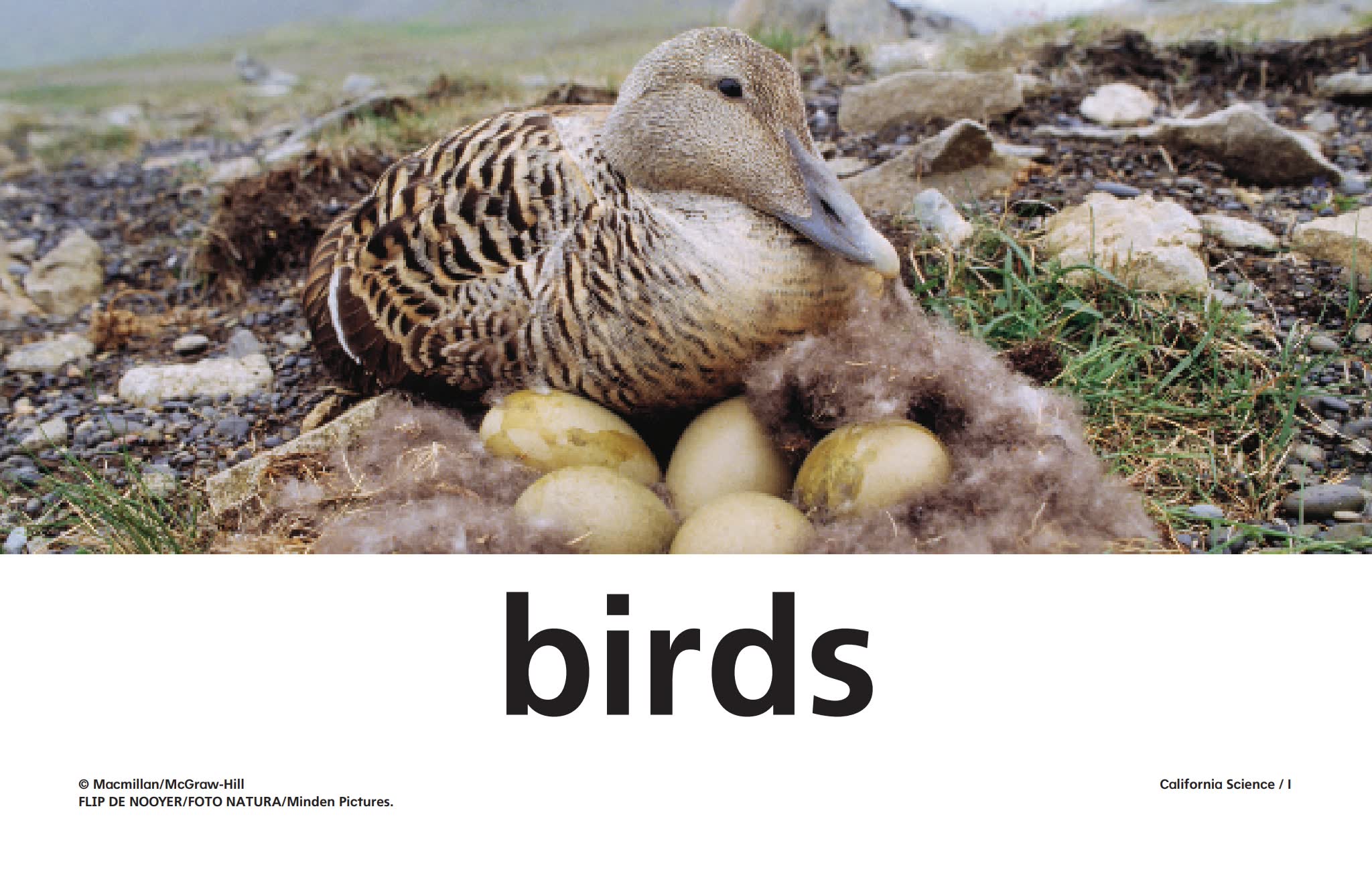 《California Science加州科学G1-G6》英文教材闪卡读本PDF