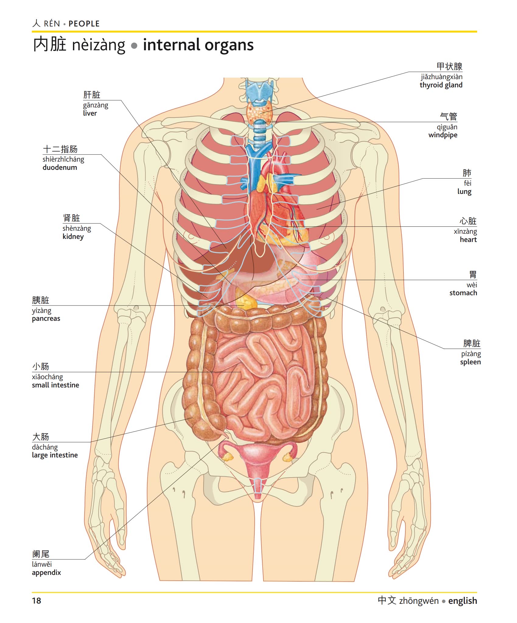 《DK汉英双语图解词典》英语现代世界词汇手册PDF