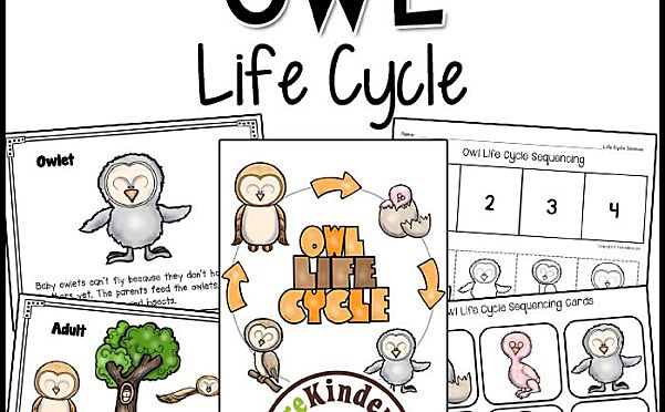 《Fall Life Cycle Science》自然生命科学6册英文作业纸