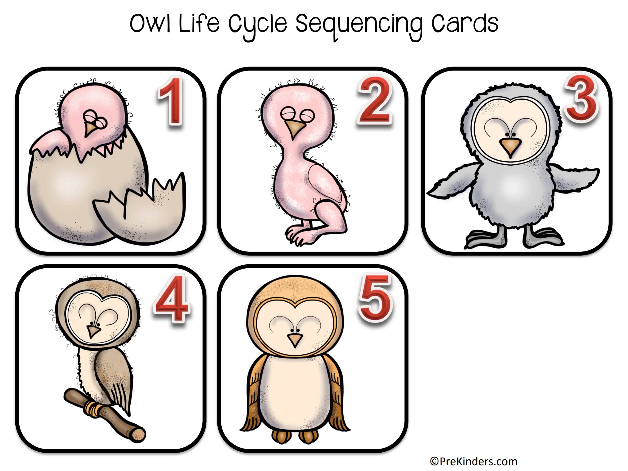 《Fall Life Cycle Science》自然生命科学6册英文作业纸