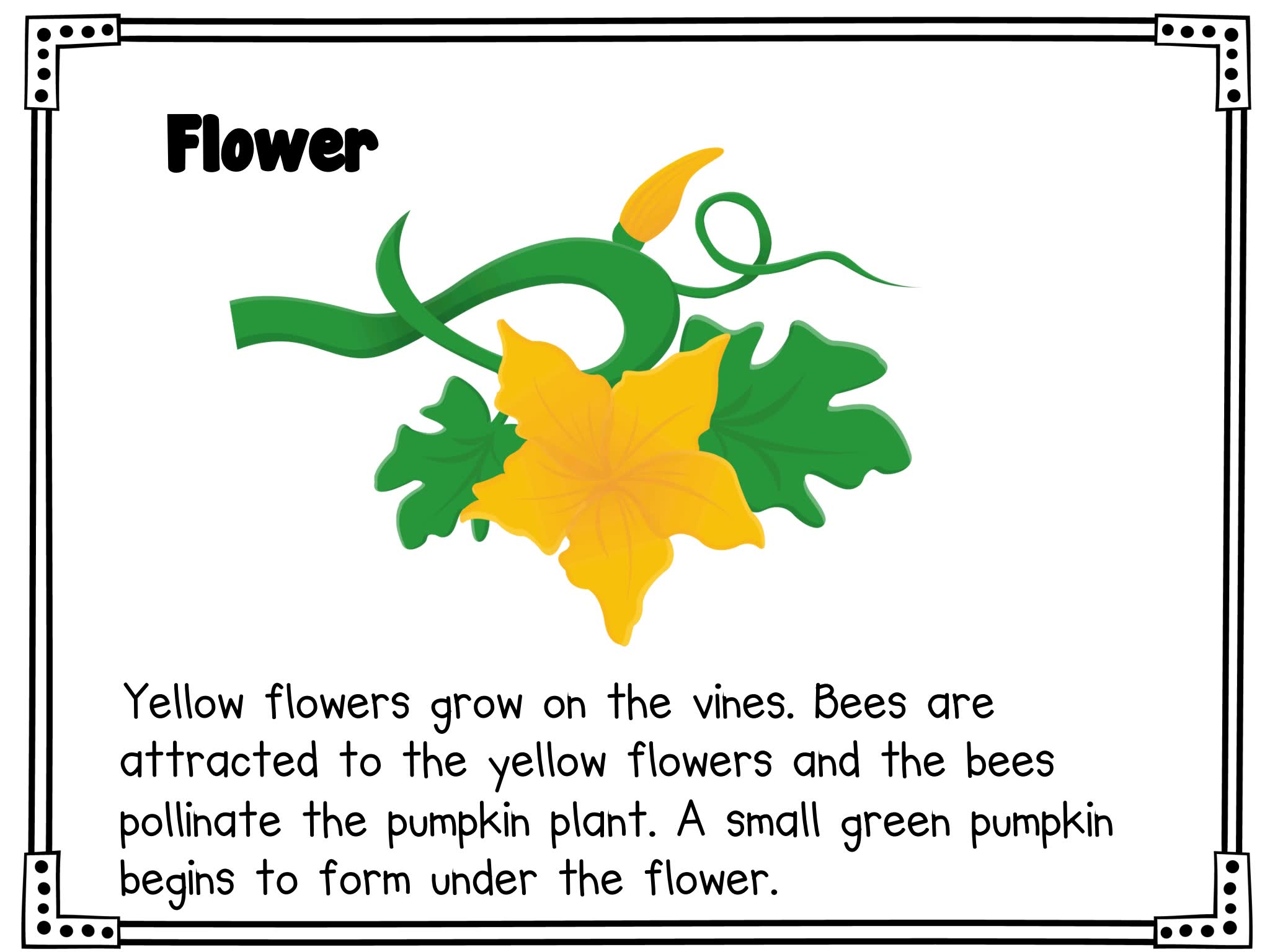 《Fall Life Cycle Science》自然生命科学6册英文作业纸