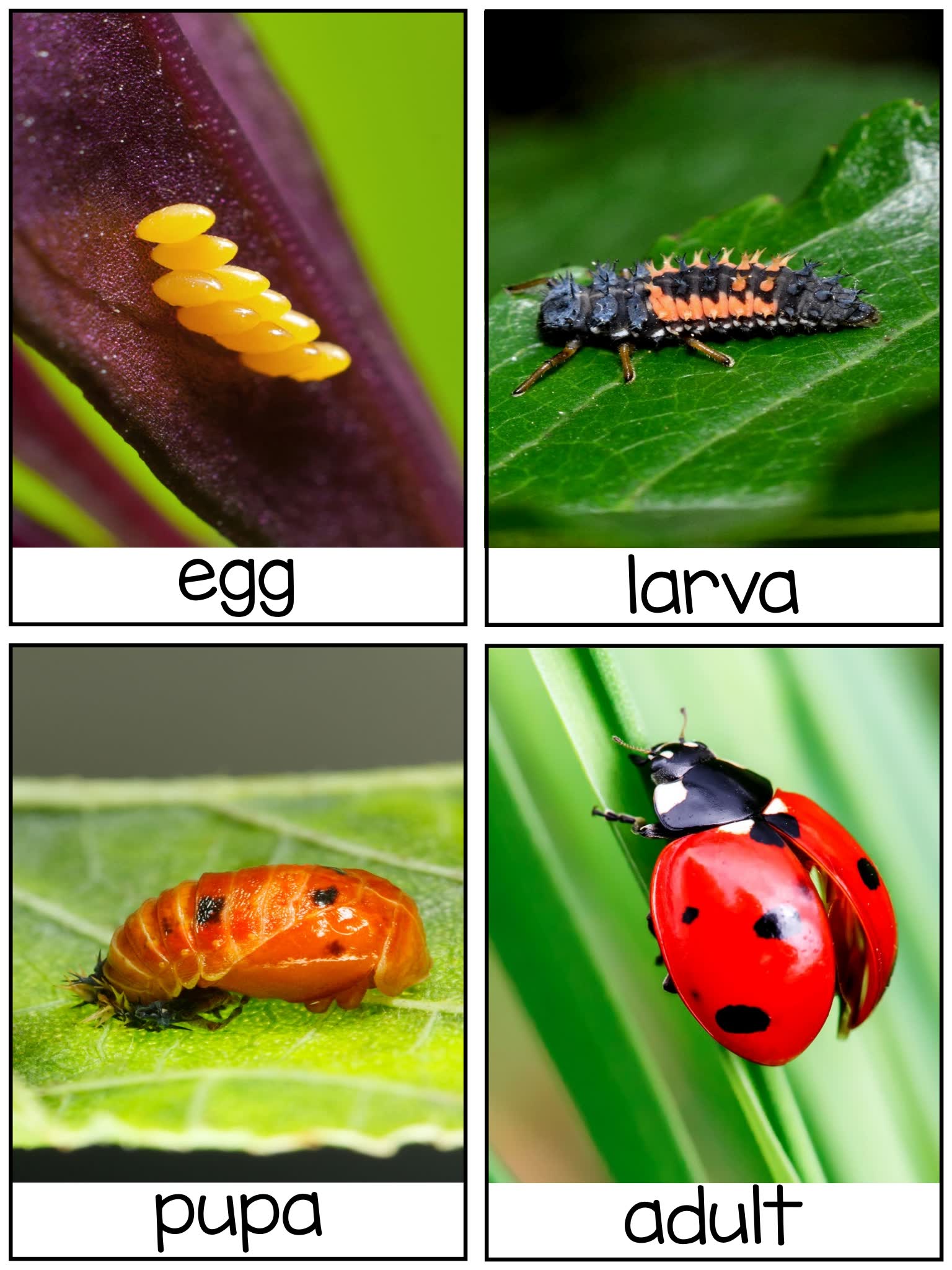 《Science for Little Learners》六册科学启蒙英文练习PDF