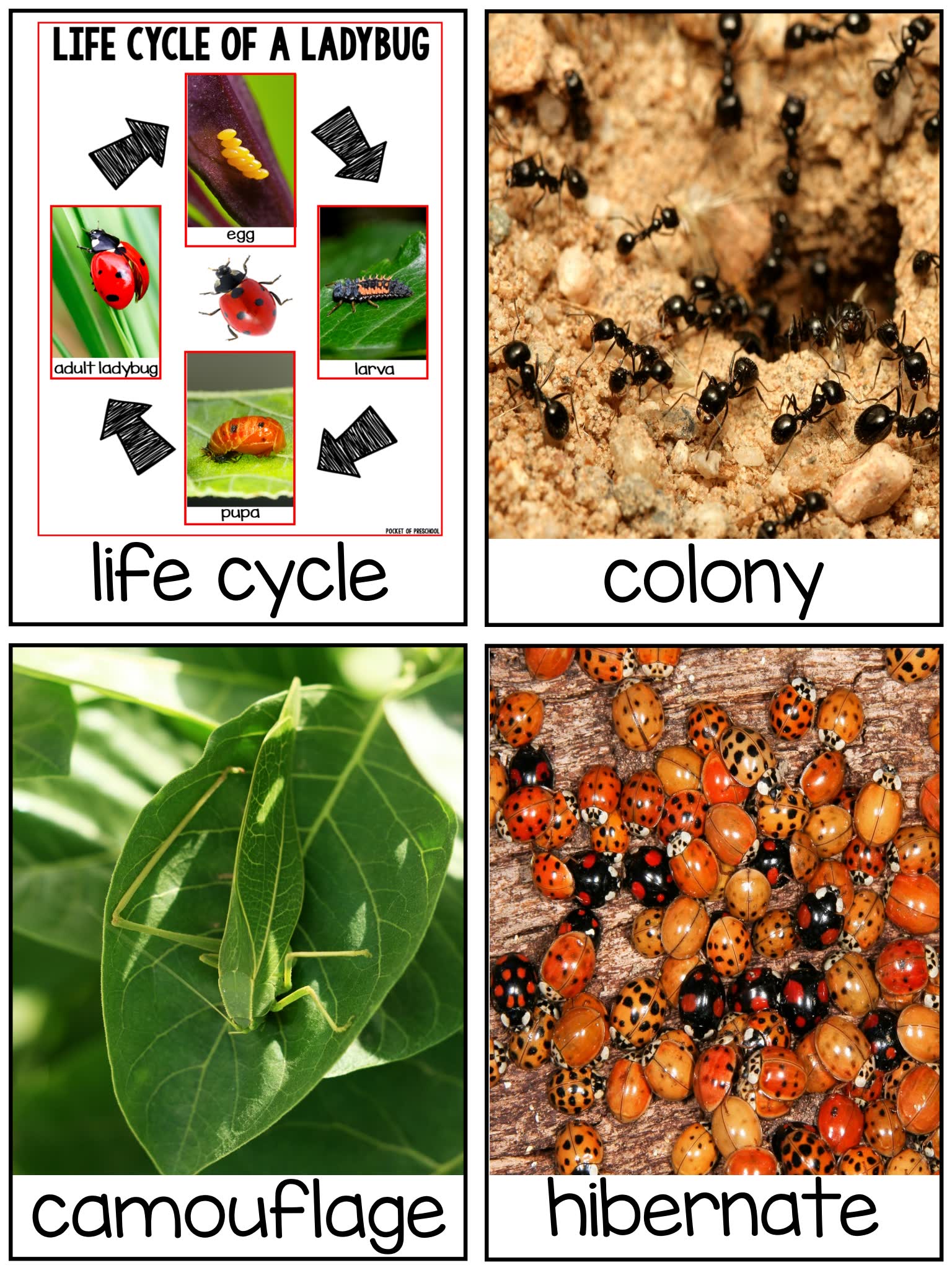 《Science for Little Learners》六册科学启蒙英文练习PDF