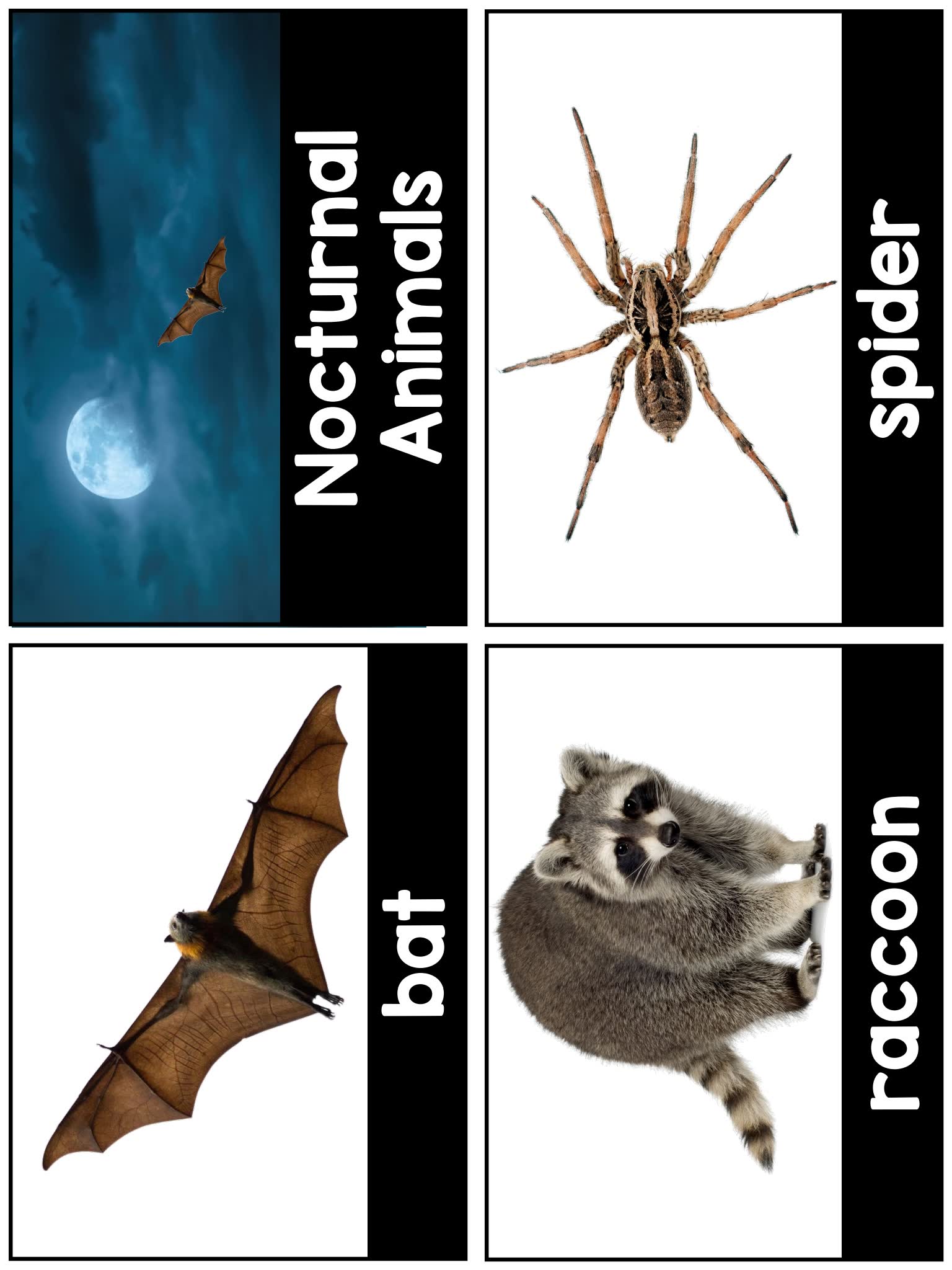 《Science for Little Learners》六册科学启蒙英文练习PDF