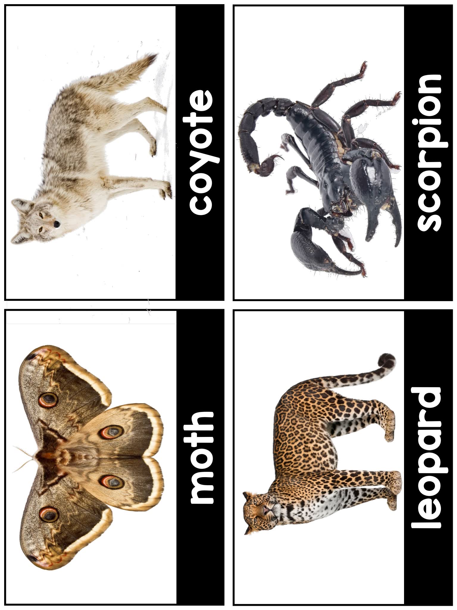 《Science for Little Learners》六册科学启蒙英文练习PDF