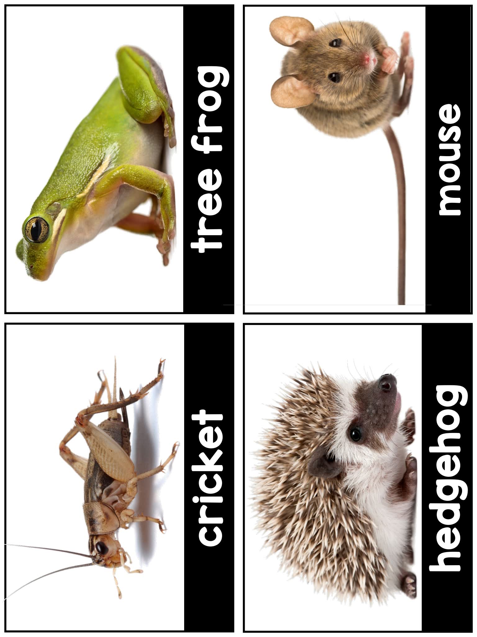 《Science for Little Learners》六册科学启蒙英文练习PDF