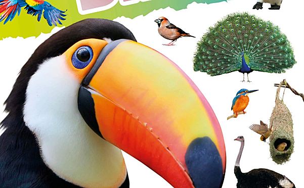 DK Findout百科知识系列31本 科普英文绘本PDF