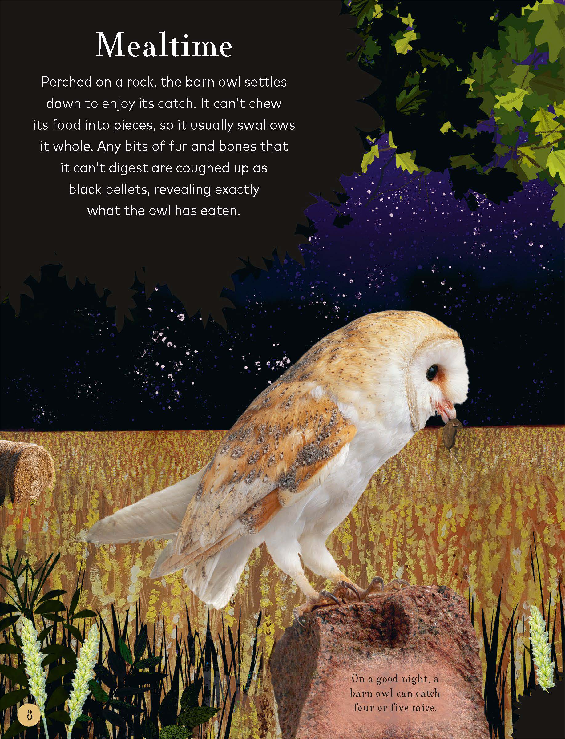 《Through the Night Sky》穿越夜空DK科普知识英文绘本PDF