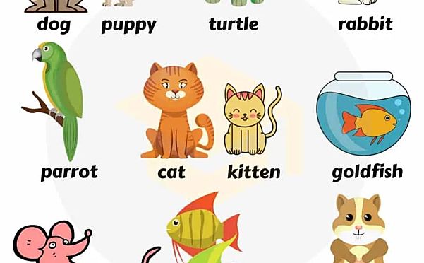 美国7ESL的20套高频词汇视频+400张英语图解海报