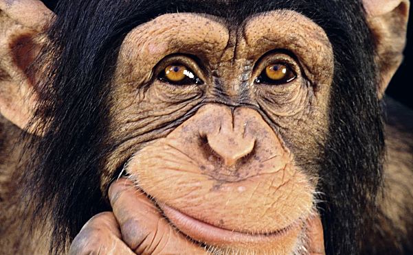 DK儿童科普英文读物DK Look closer系列