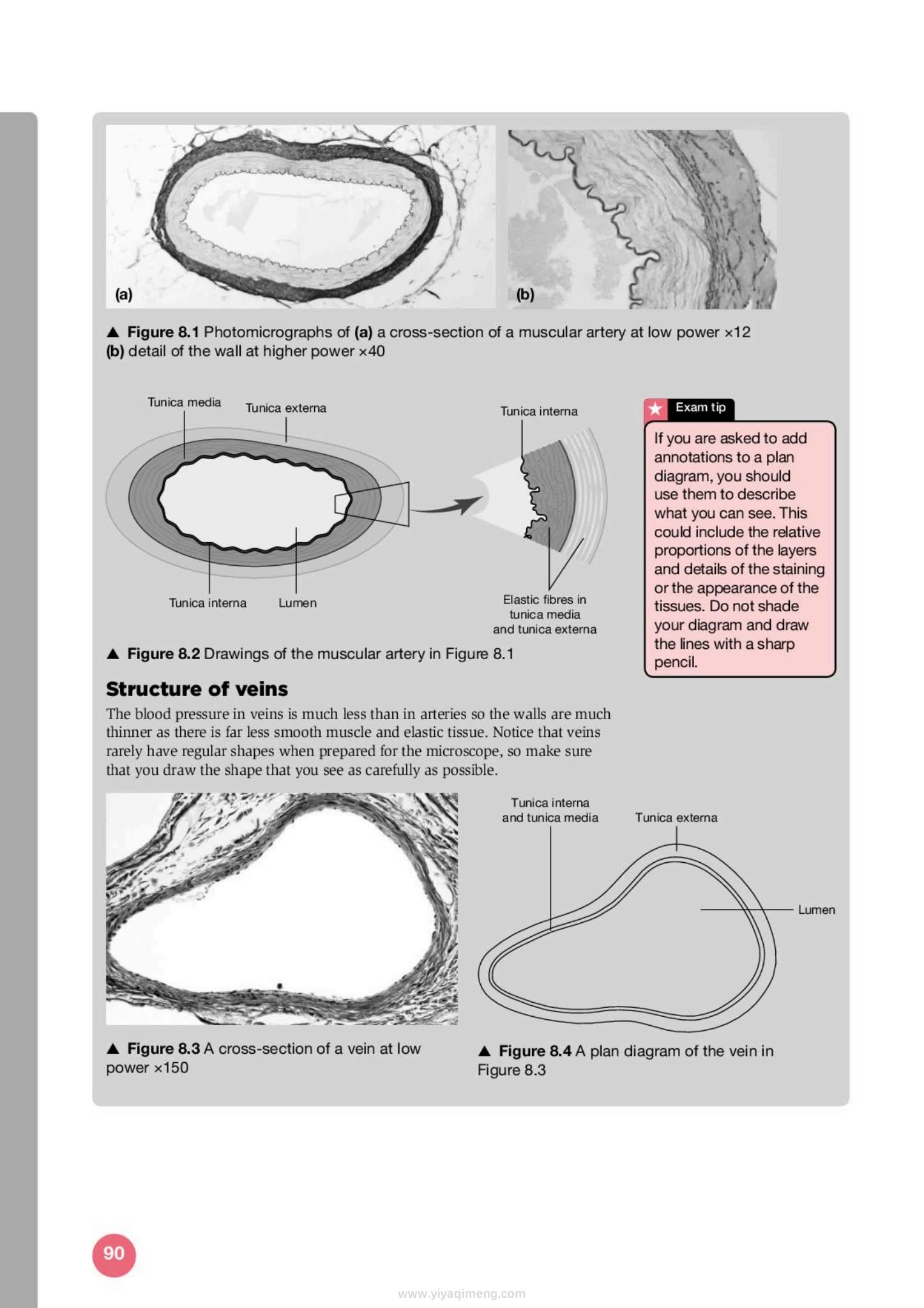 剑桥国际AS与A Level生物学备考指南Exam Success in Cambridge International AS & A Level Biology