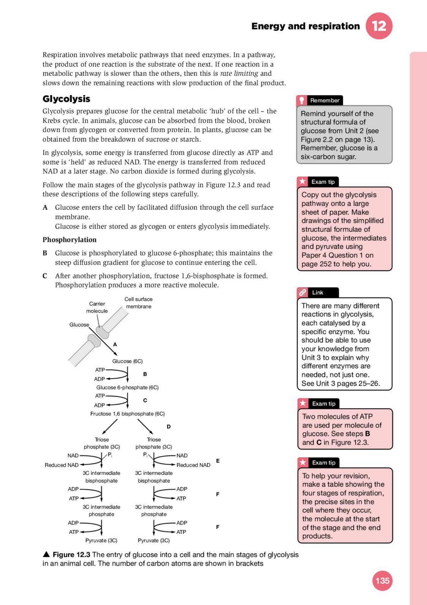 剑桥国际AS与A Level生物学备考指南Exam Success in Cambridge International AS & A Level Biology