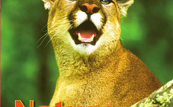 美国小学低年级分级读物JOURNEYS Decodable Readers