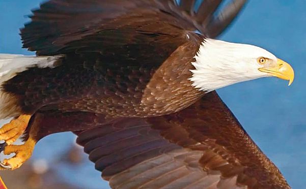 美国核心语文Journeys读写教材Write-In Reader