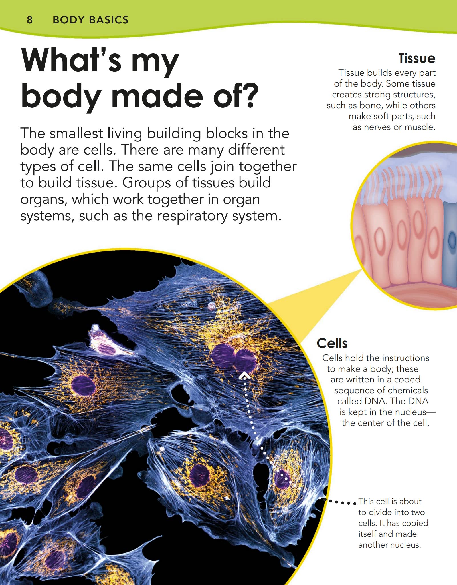 DK儿童人体探索百科Did You Know - Human Body