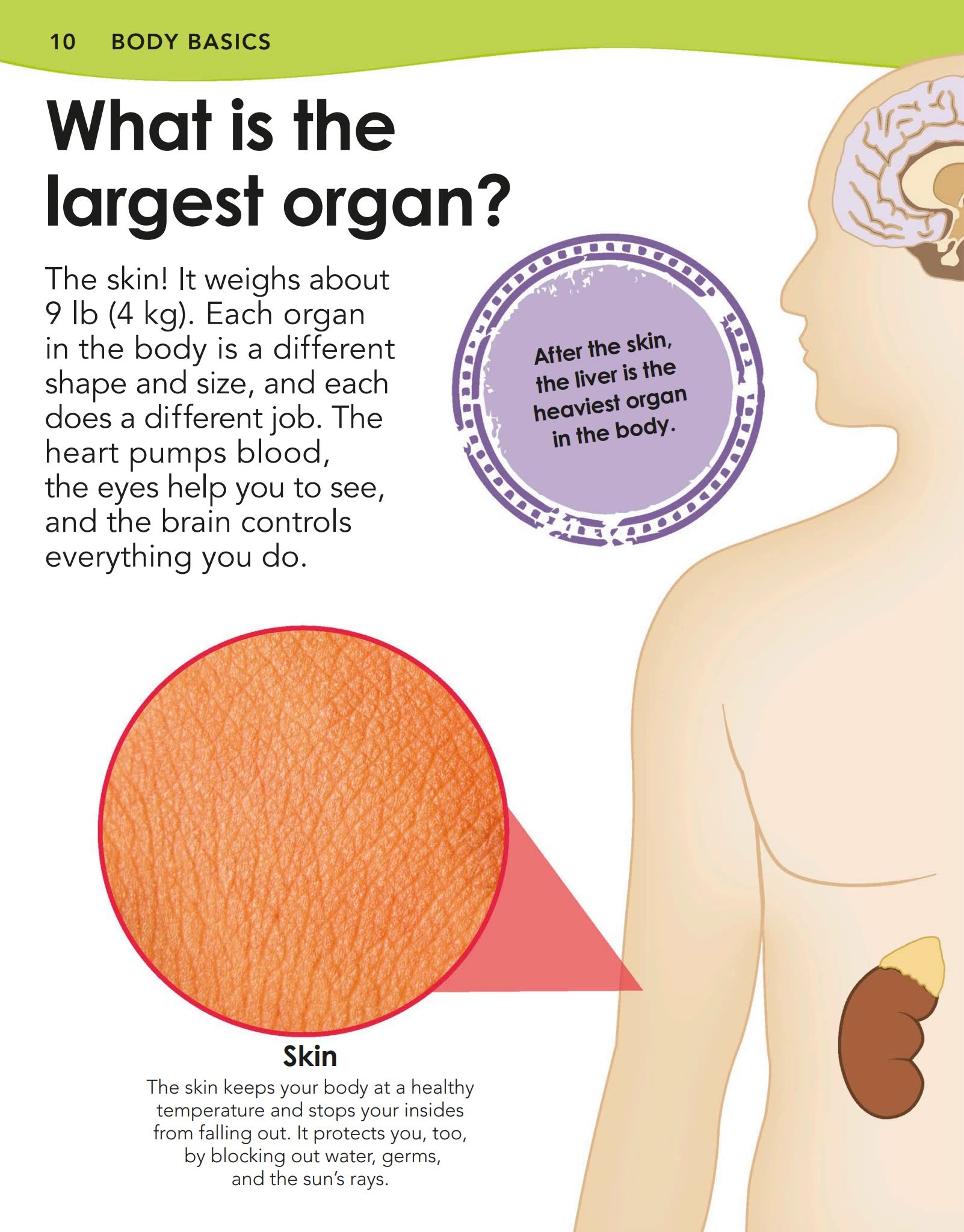 DK儿童人体探索百科Did You Know - Human Body