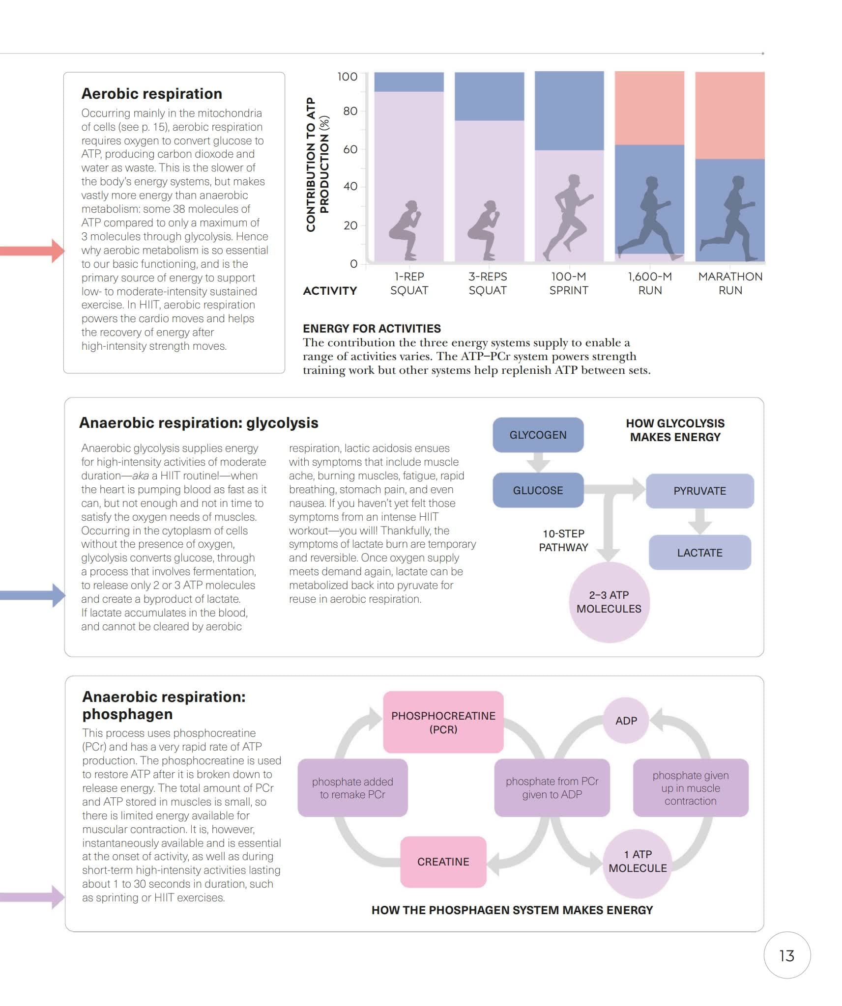 DK Science of HIIT解密高强度间歇训练的生理密码