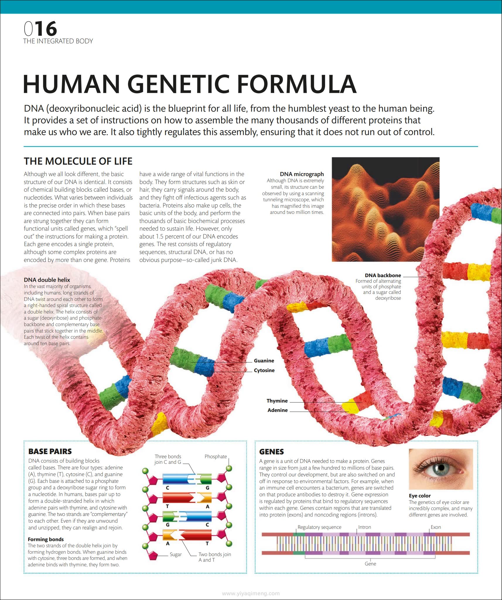 人体探索百科DK The Complete Human Body: The Definitive Visual Guide