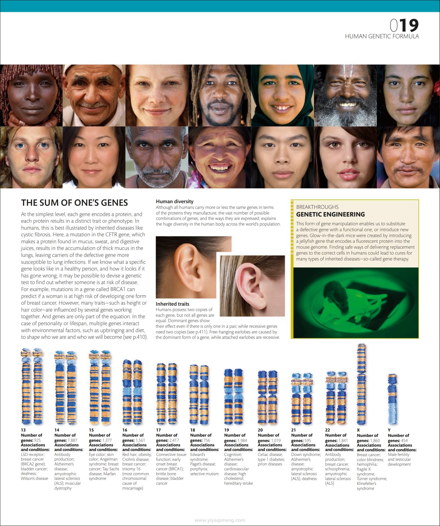人体探索百科DK The Complete Human Body: The Definitive Visual Guide