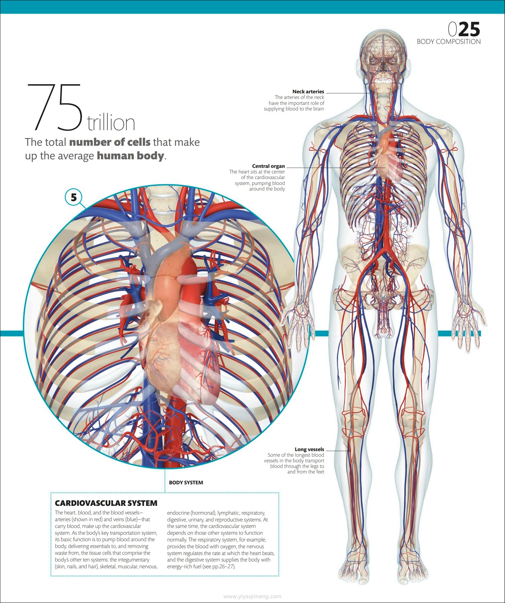 人体探索百科DK The Complete Human Body: The Definitive Visual Guide