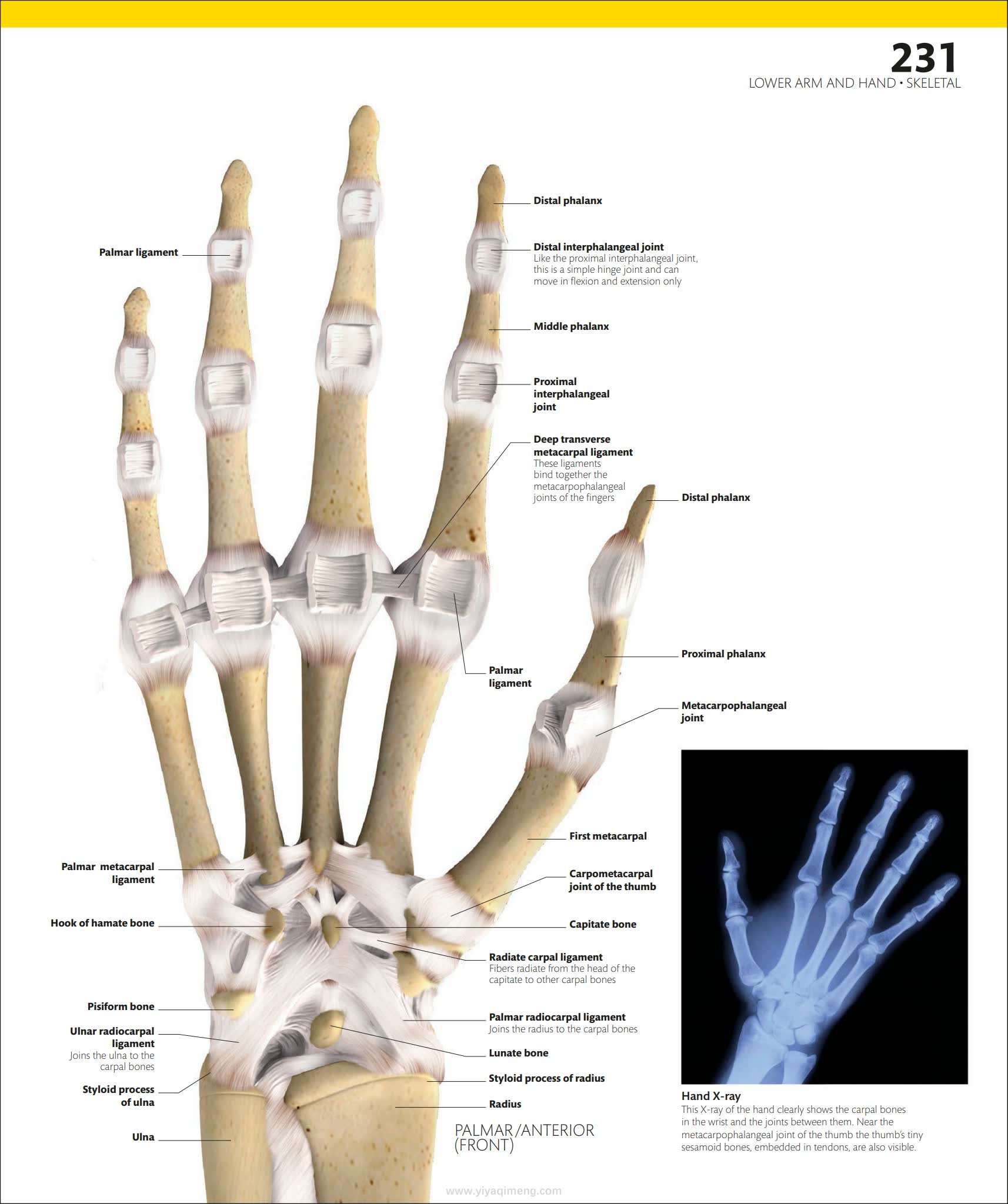 人体探索百科DK The Complete Human Body: The Definitive Visual Guide