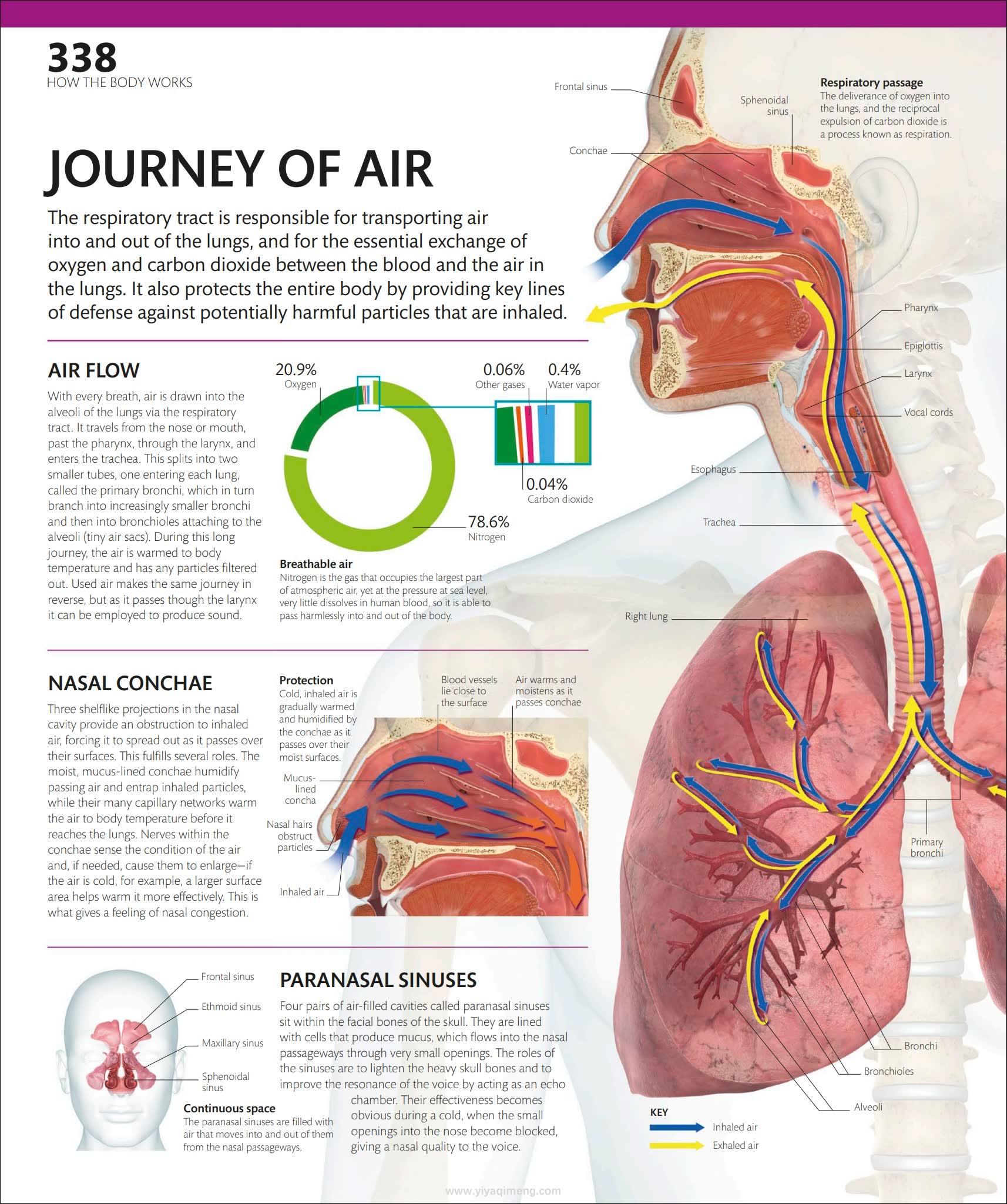 人体探索百科DK The Complete Human Body: The Definitive Visual Guide