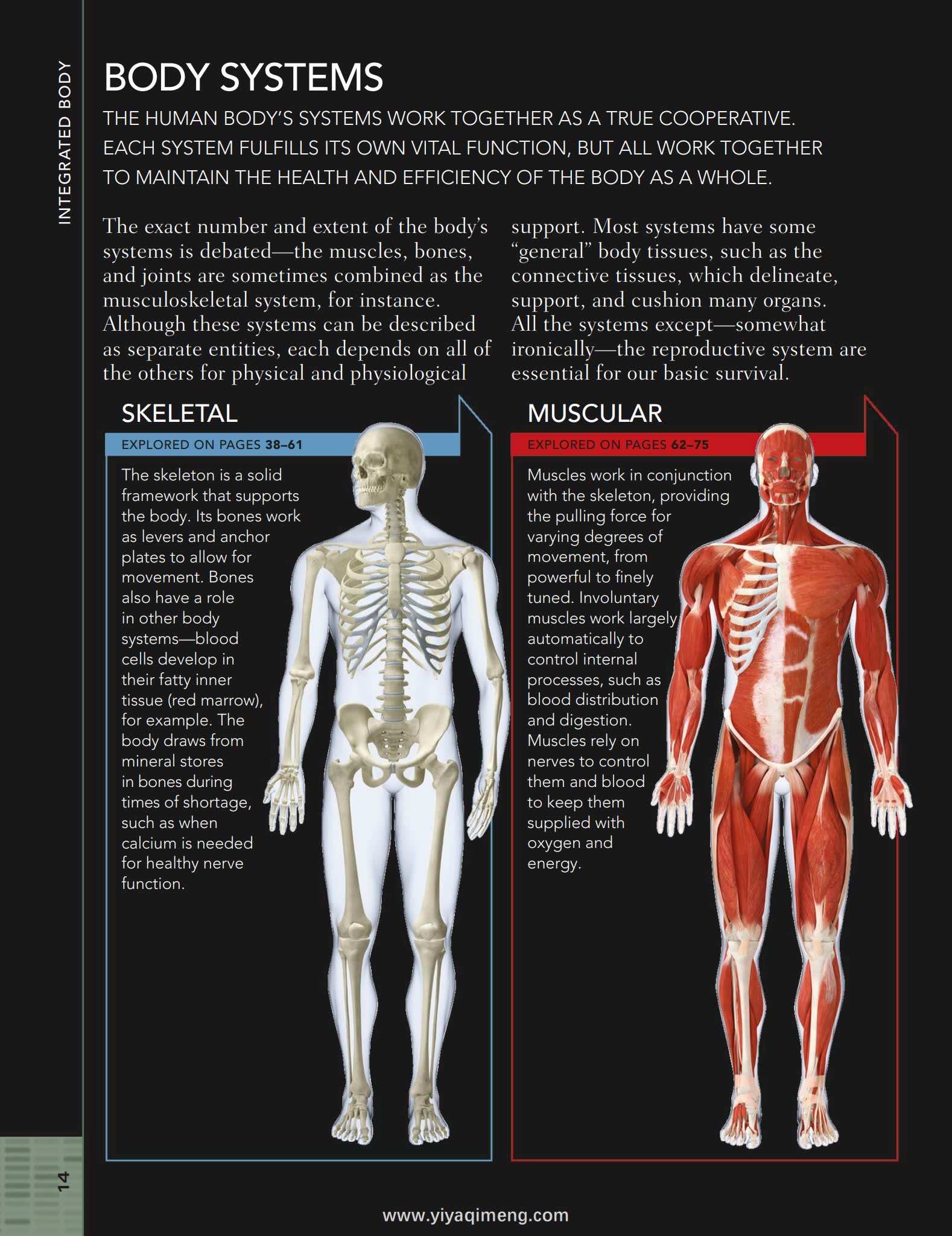 人体结构与功能图解指南DK The Human Body Book