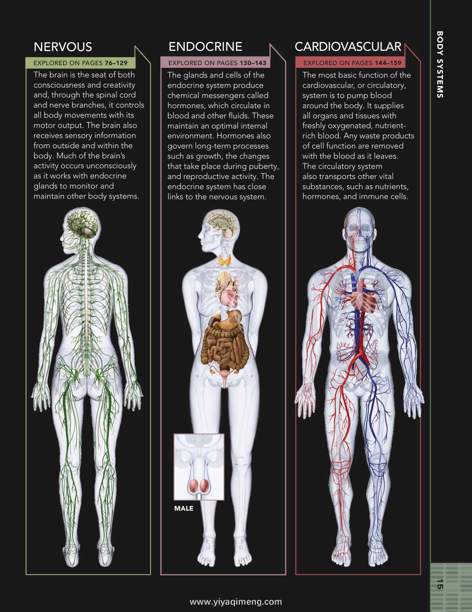 人体结构与功能图解指南DK The Human Body Book
