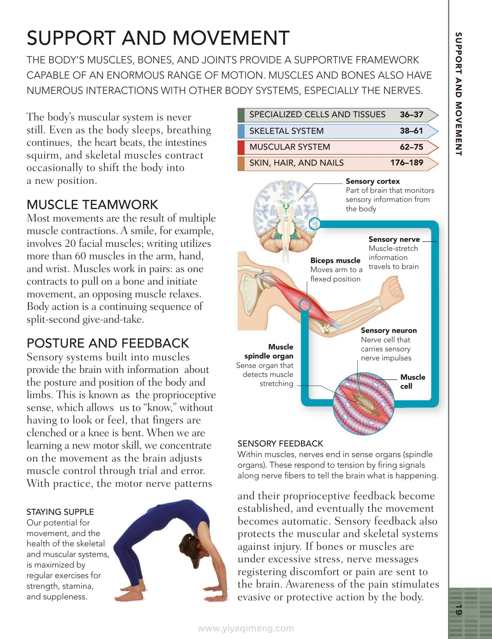 人体结构与功能图解指南DK The Human Body Book