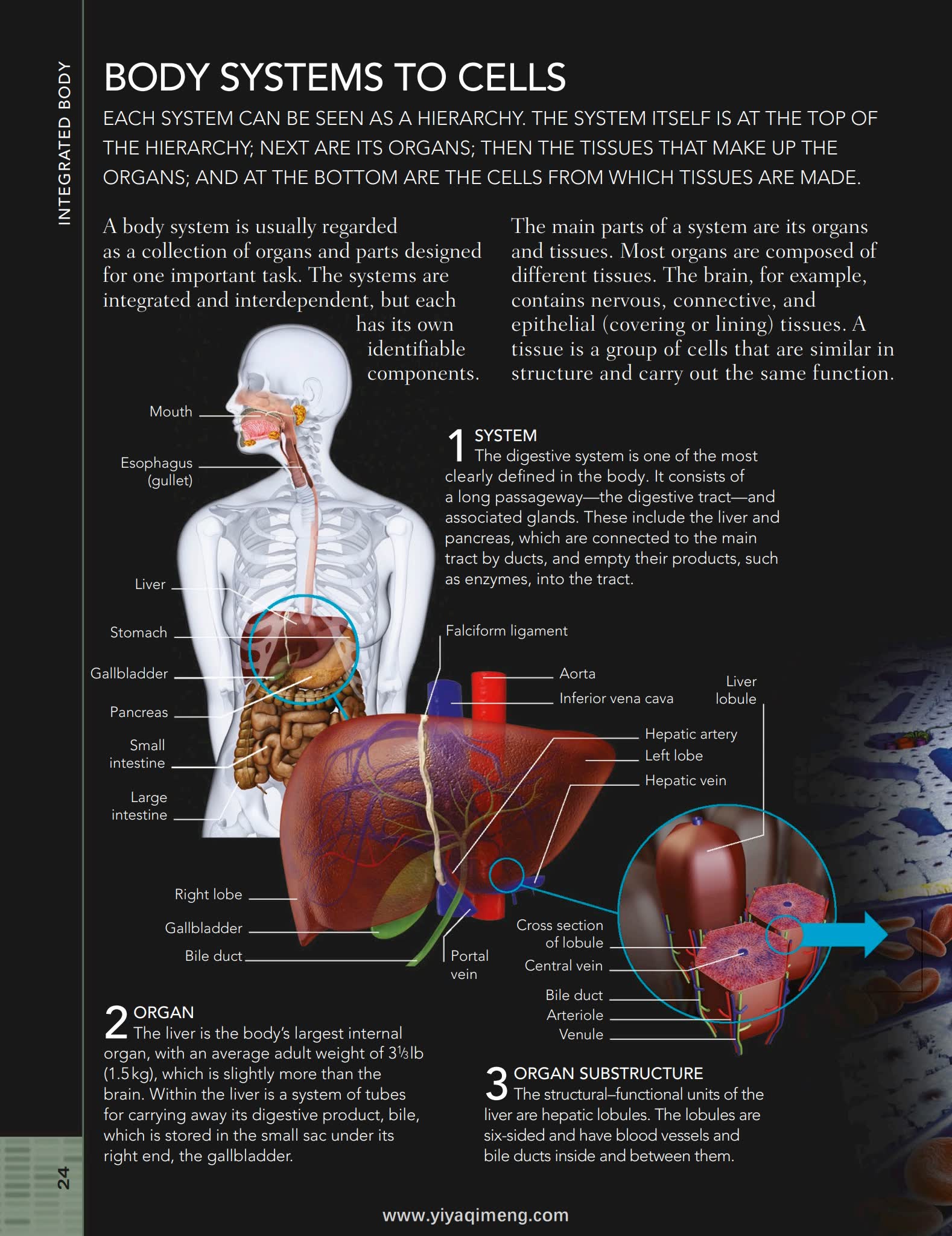 人体结构与功能图解指南DK The Human Body Book