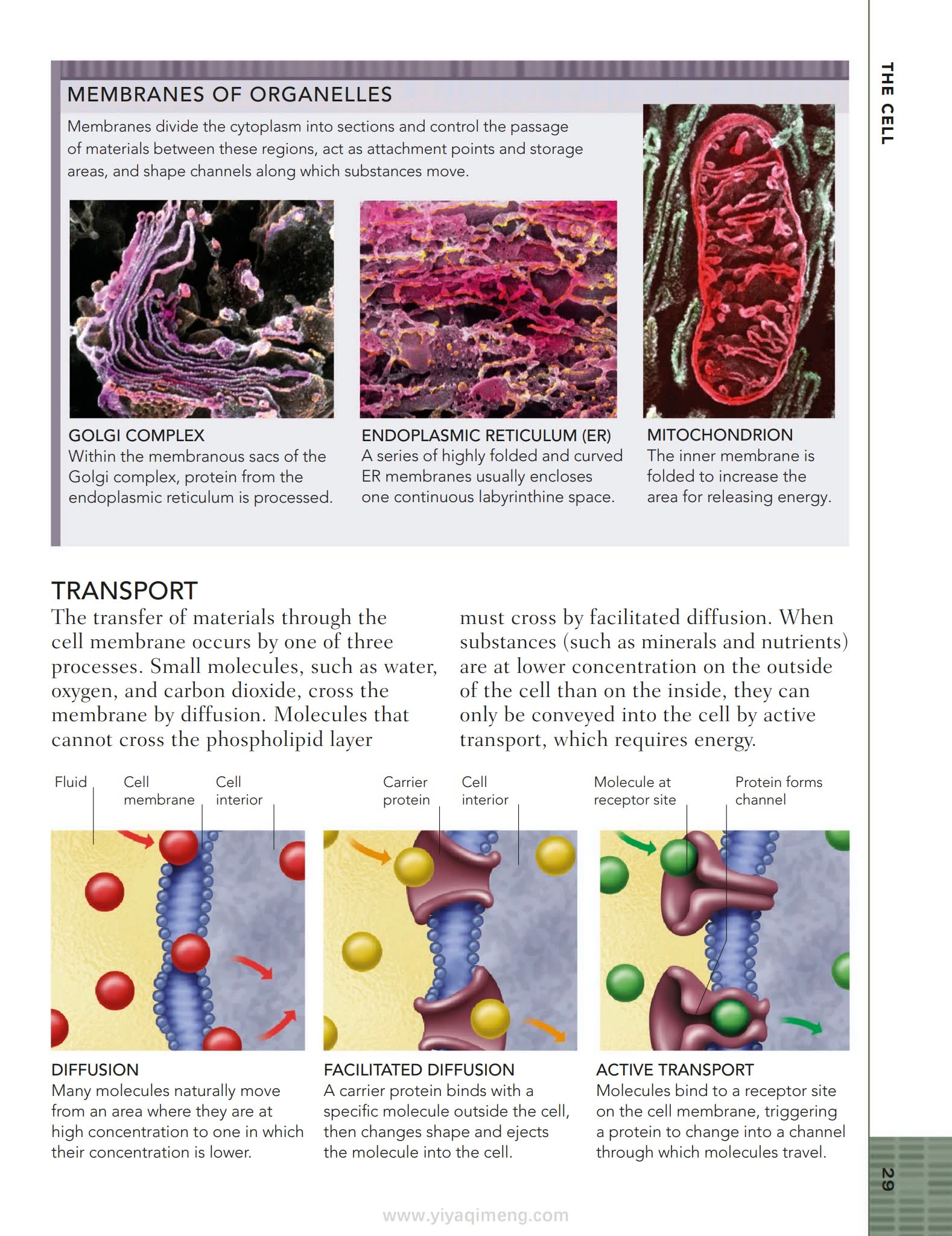 人体结构与功能图解指南DK The Human Body Book