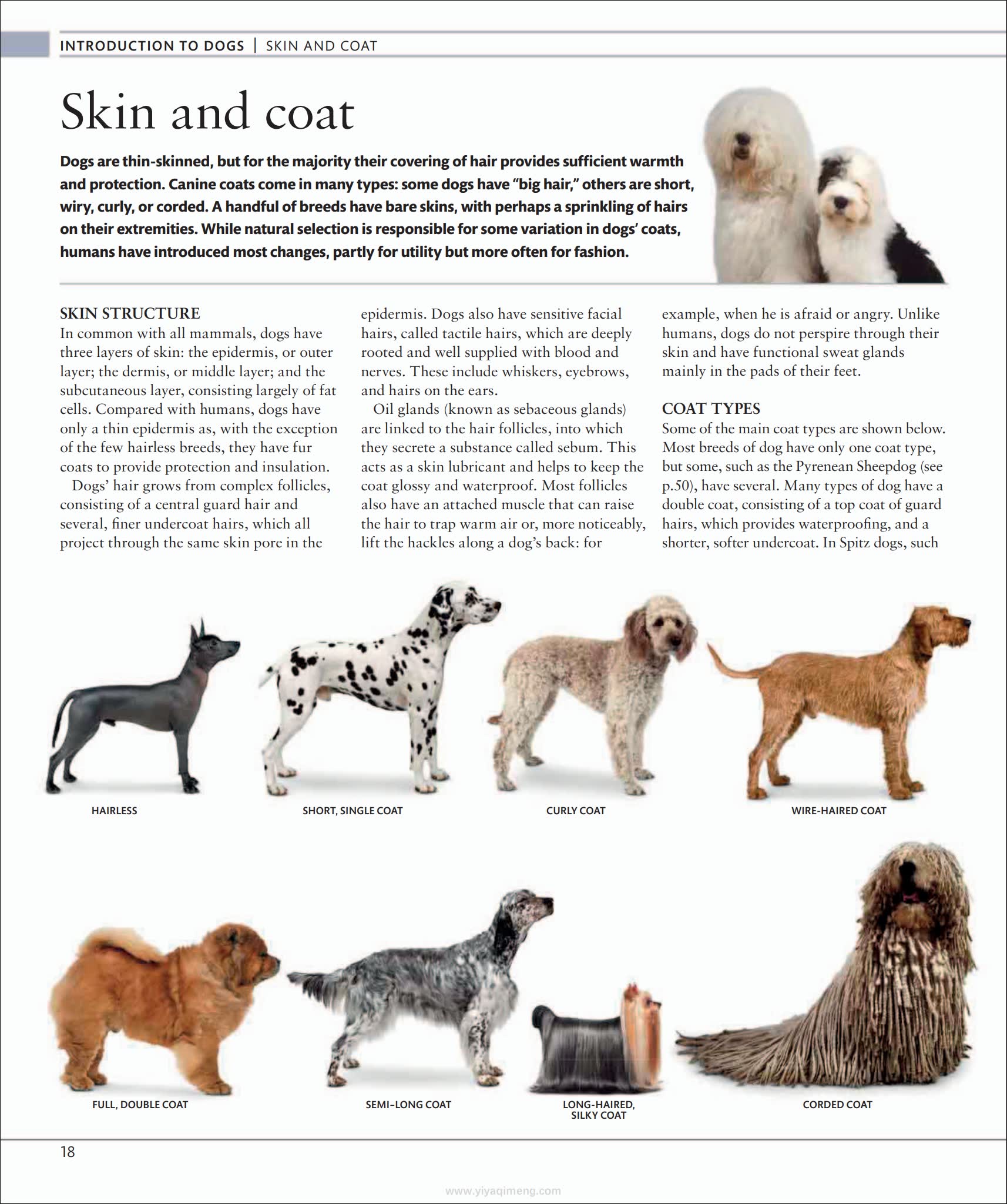 犬类百科全书DK The Dog Encyclopedia The Definitive Visual Guide