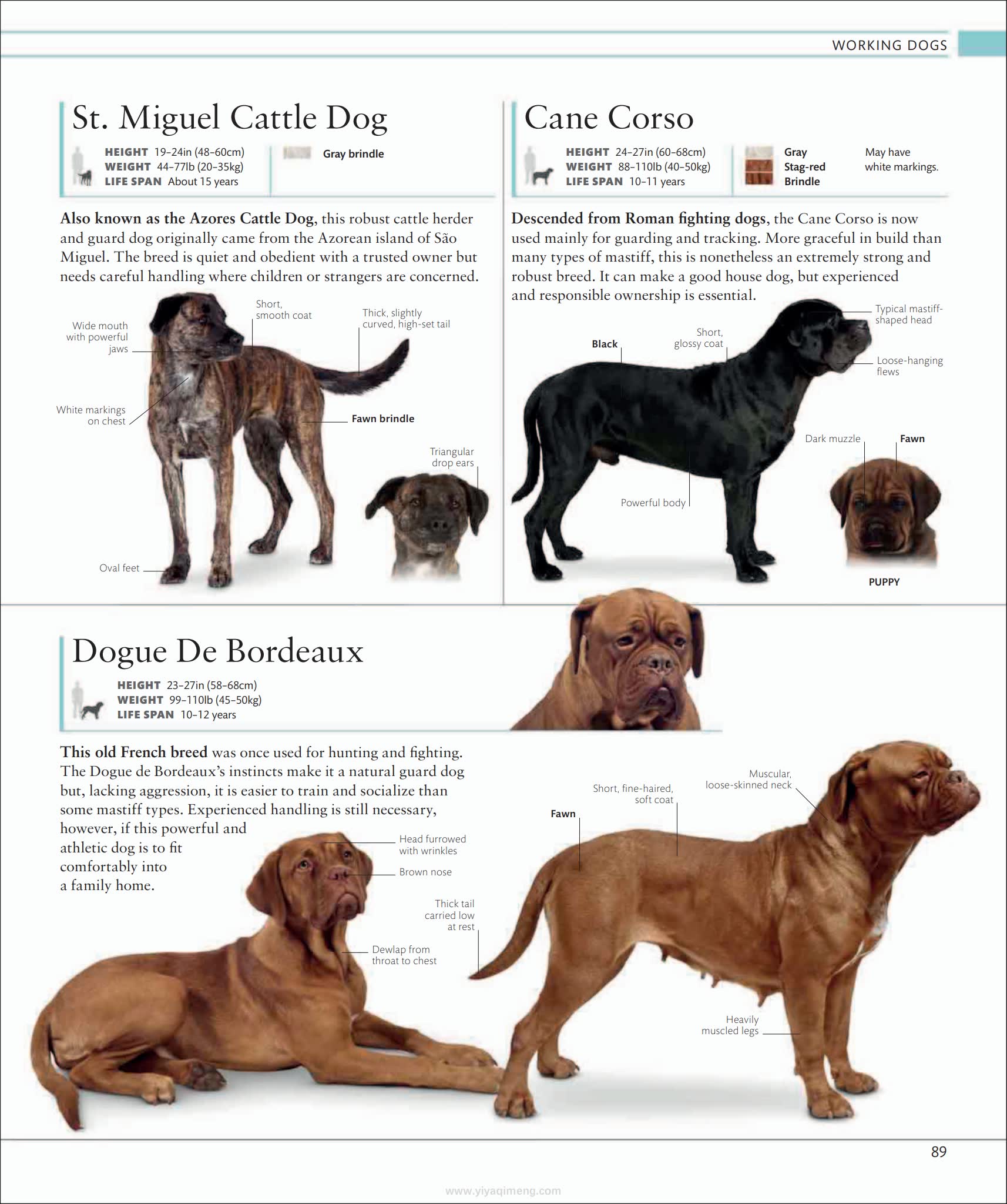 犬类百科全书DK The Dog Encyclopedia The Definitive Visual Guide