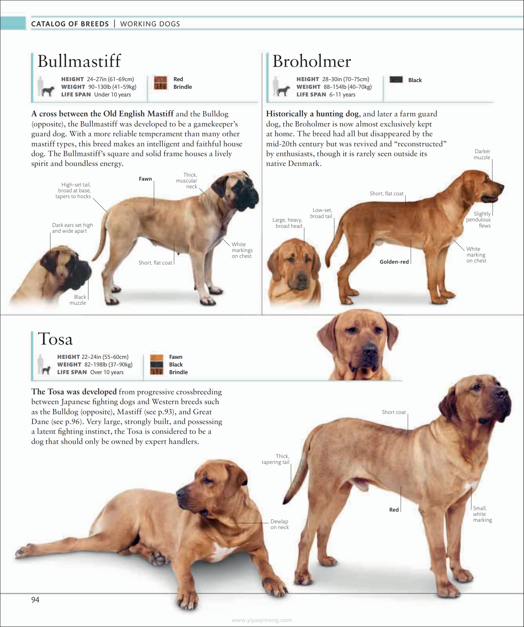 犬类百科全书DK The Dog Encyclopedia The Definitive Visual Guide