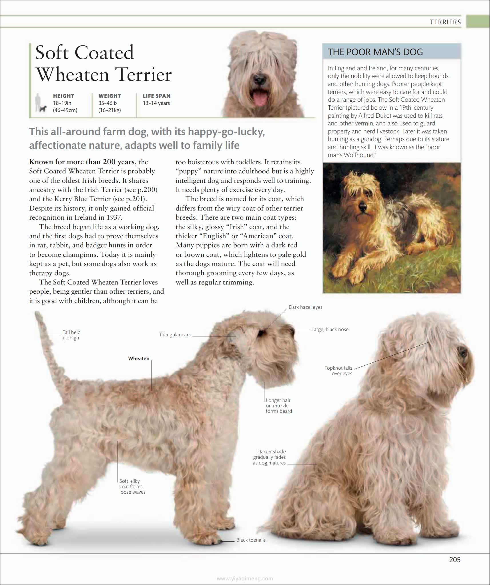 犬类百科全书DK The Dog Encyclopedia The Definitive Visual Guide