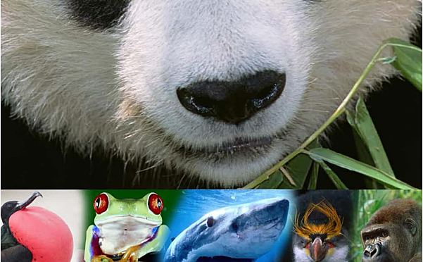 DK Animals Around the World奇妙的动物世界之旅