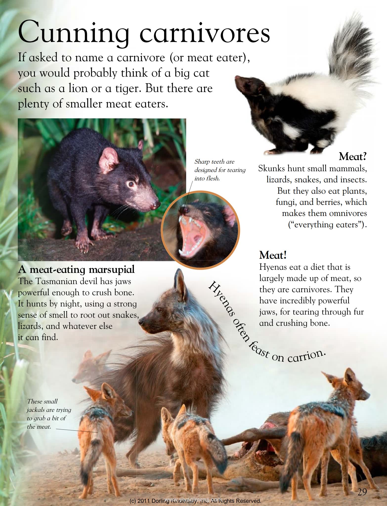 DK Animals Around the World奇妙的动物世界之旅