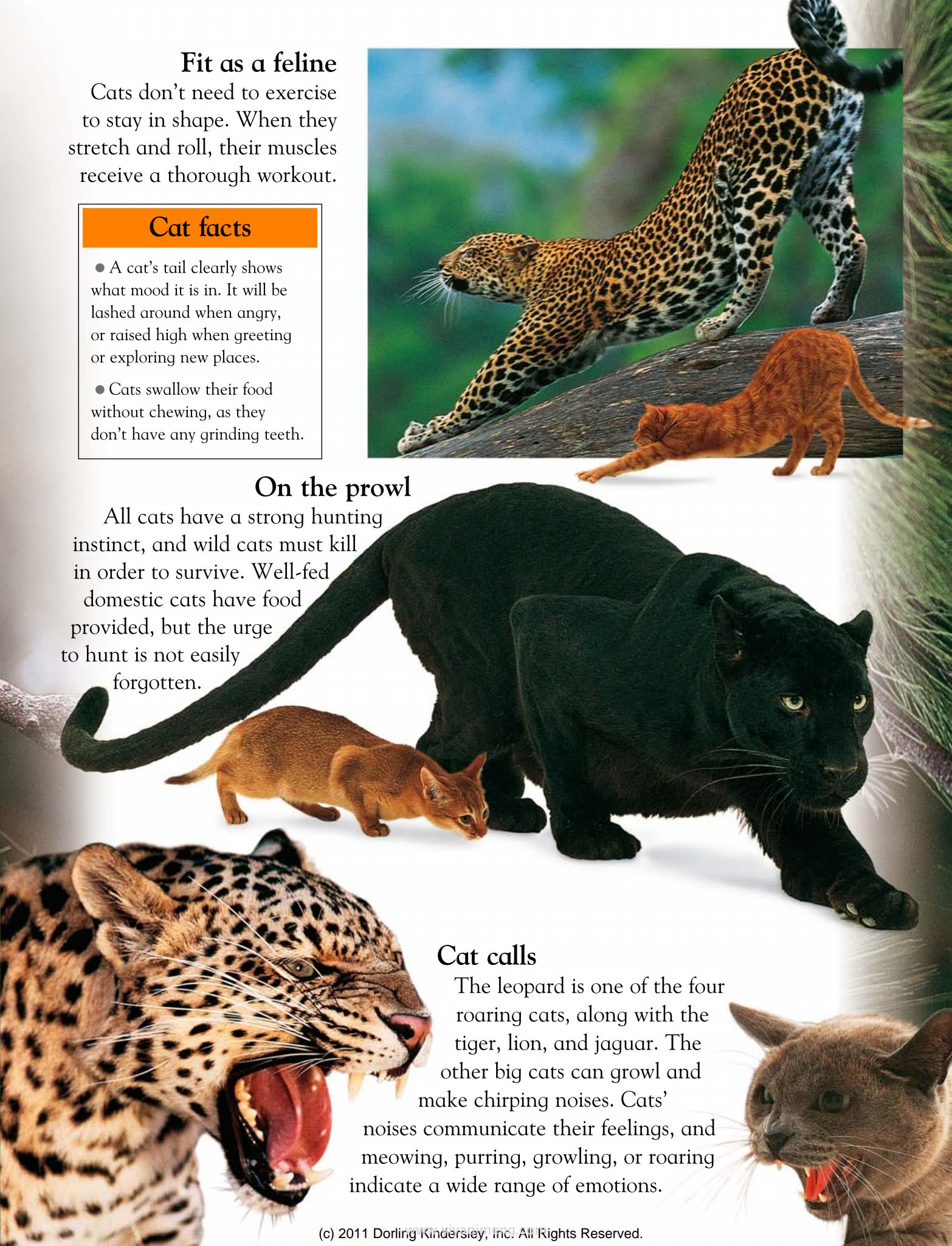 DK Animals Around the World奇妙的动物世界之旅