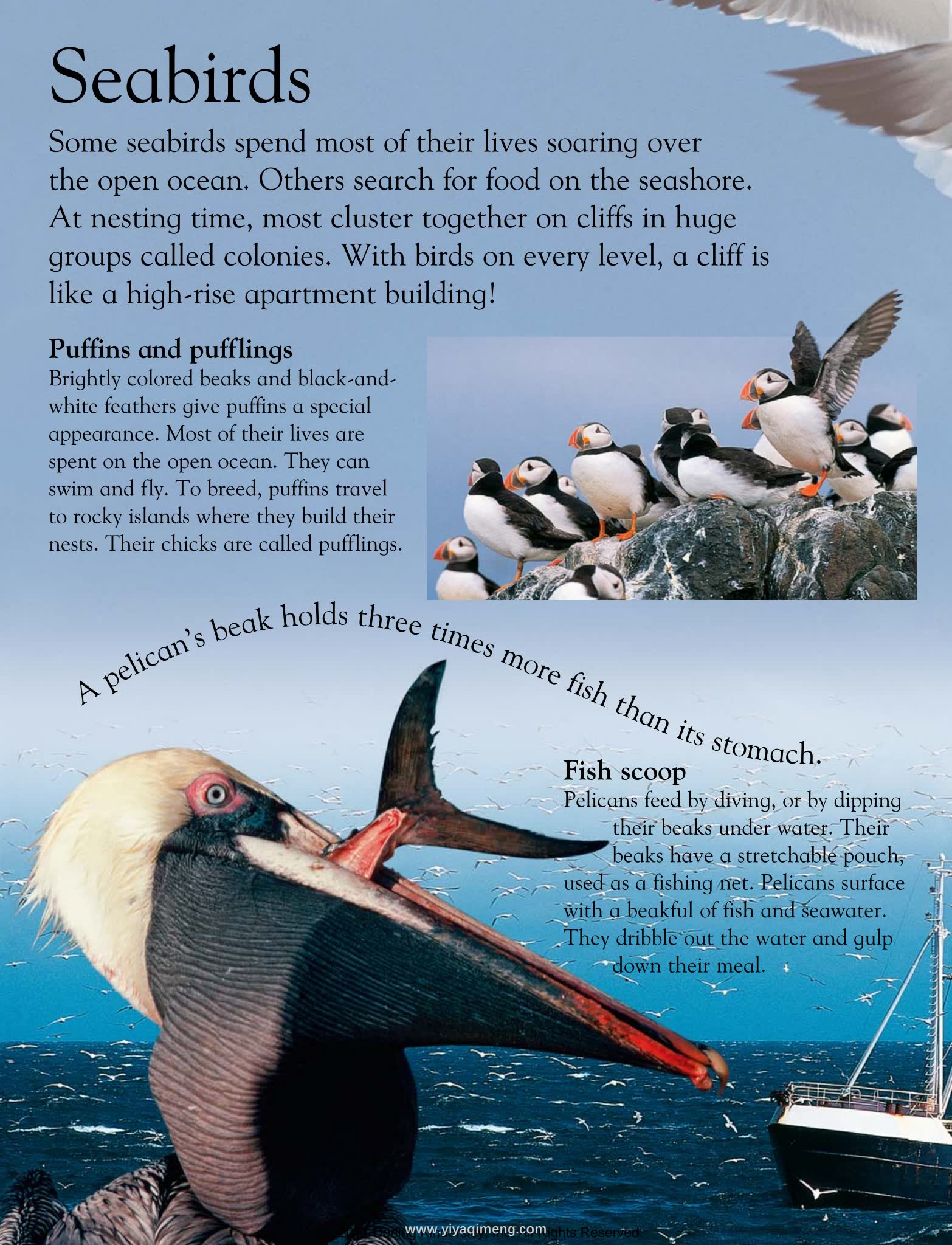 DK Animals Around the World奇妙的动物世界之旅
