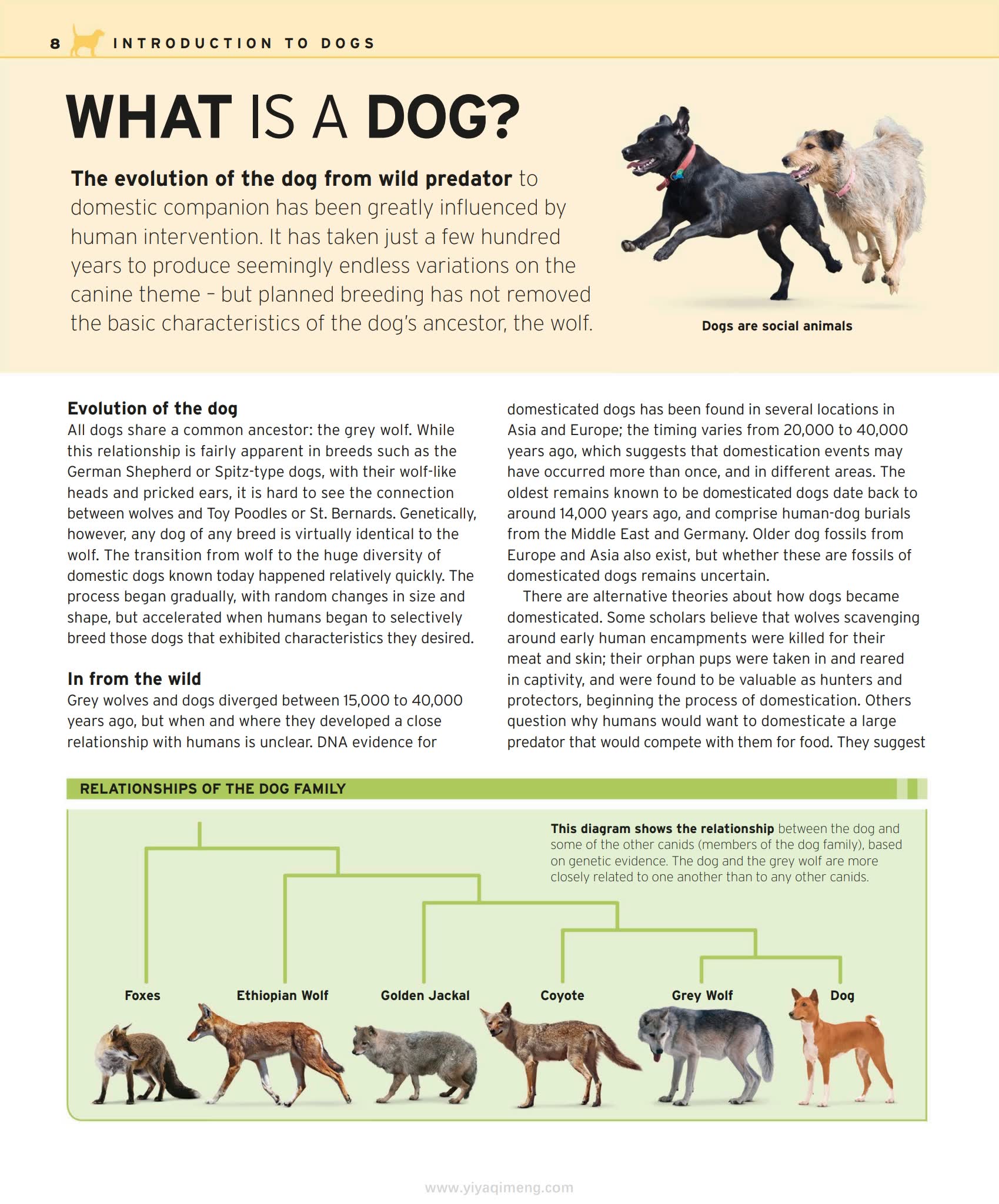 DK The Complete Dog Breed Book一本带你读懂400+犬种的终极图鉴