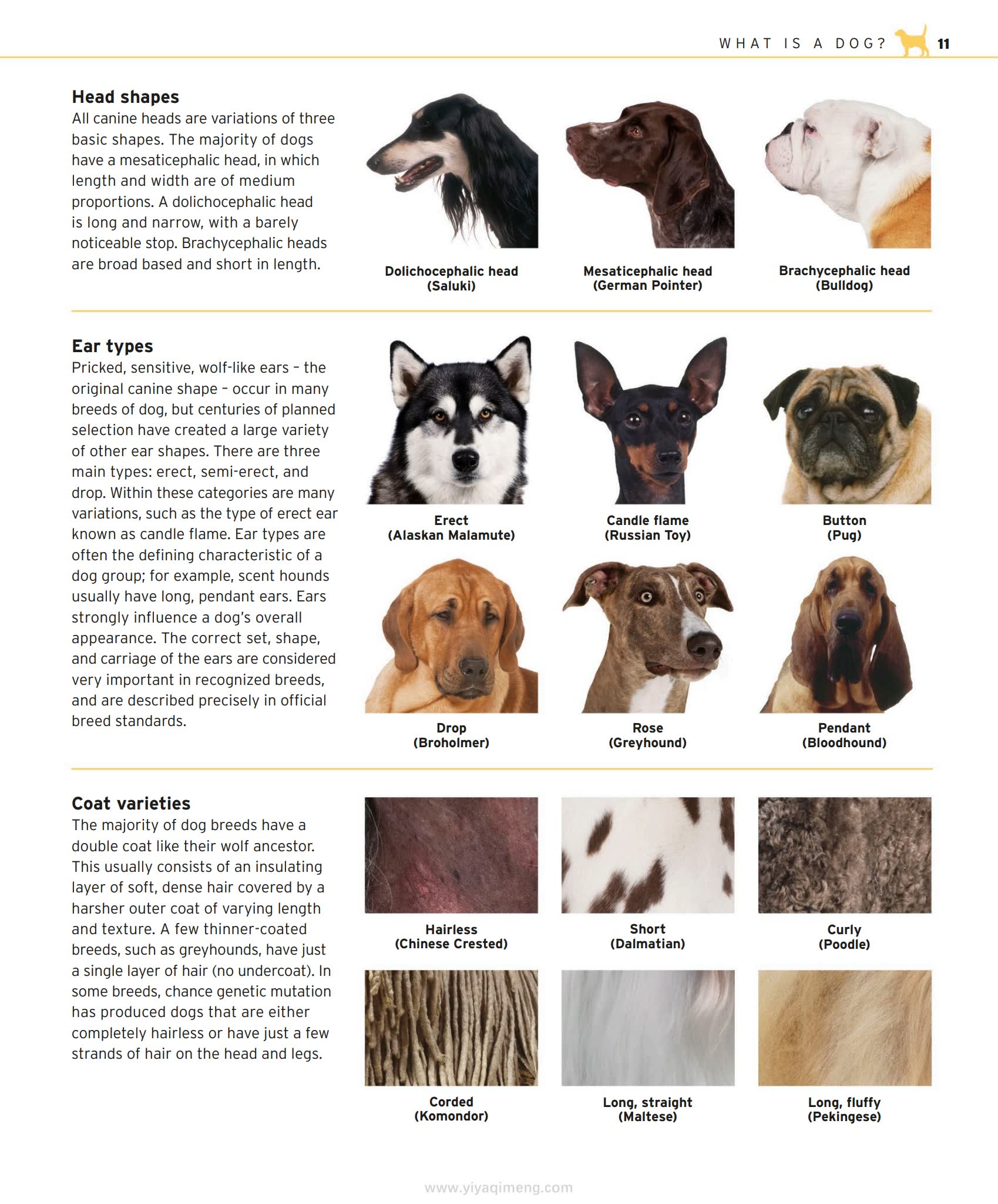 DK The Complete Dog Breed Book一本带你读懂400+犬种的终极图鉴