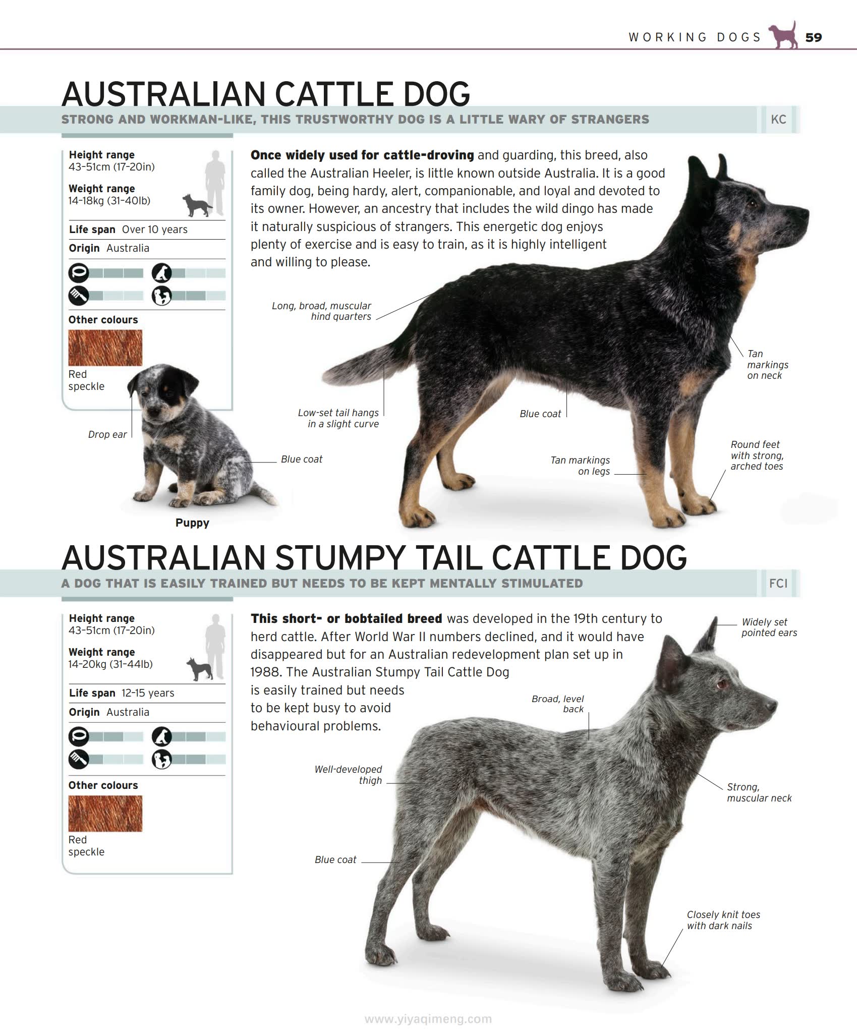 DK The Complete Dog Breed Book一本带你读懂400+犬种的终极图鉴